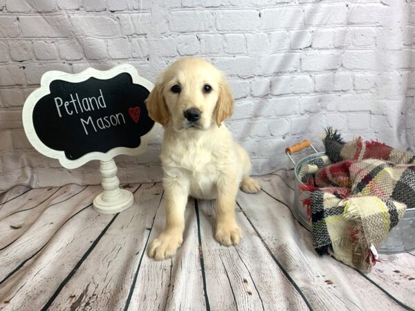 Golden Retriever DOG Male Golden 1539 Petland Mason, Ohio