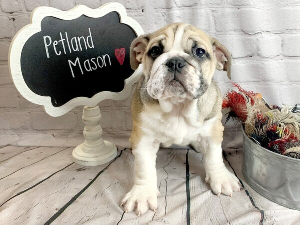 Bulldog-DOG-Female-Fawn / White-1549-Petland Mason, Ohio