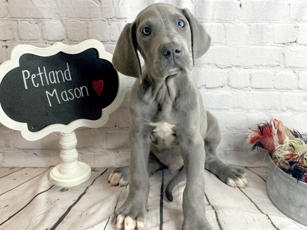 Great Dane DOG Male Blue 1552 Petland Mason, Ohio