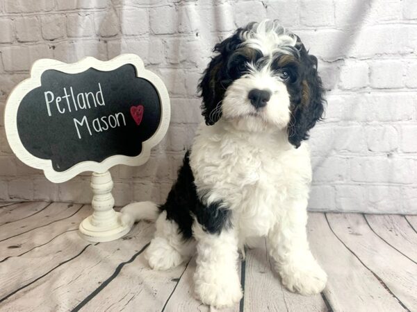 Bernedoodle Mini 2nd Gen DOG Male Black White / Tan 1607 Petland Mason, Ohio