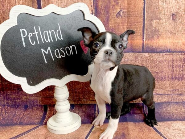 Boston Terrier DOG Female Black / White 1621 Petland Mason, Ohio