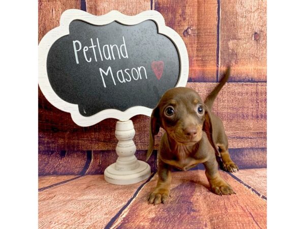 Dachshund DOG Female Chocolate / Tan 1618 Petland Mason, Ohio