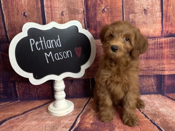 Irishdoodle Mini-DOG-Female-Red-1632-Petland Mason, Ohio