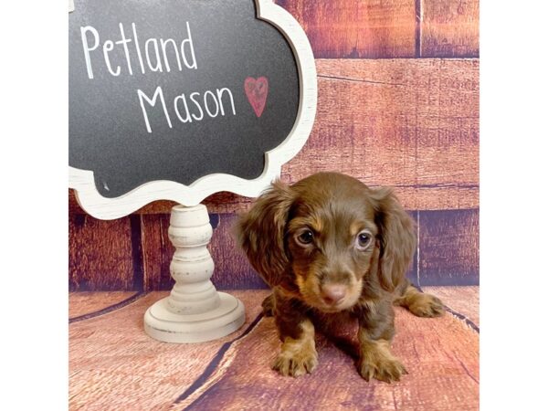 Dachshund DOG Female Chocolate / Tan 1643 Petland Mason, Ohio