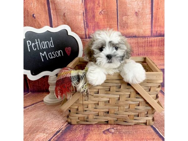 Teddy Bear-DOG-Male-Gold / White-1696-Petland Mason, Ohio
