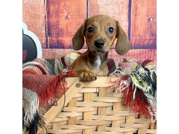 Dachshund-DOG-Female-Red Sable-1784-Petland Mason, Ohio
