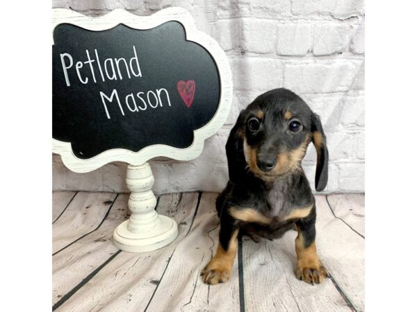 Dachshund DOG Male Black / Tan 1840 Petland Mason, Ohio