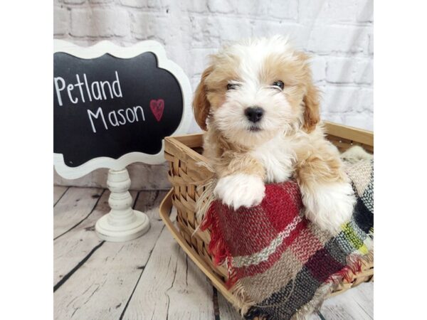 Lhasapoo DOG Female Apricot 1837 Petland Mason, Ohio