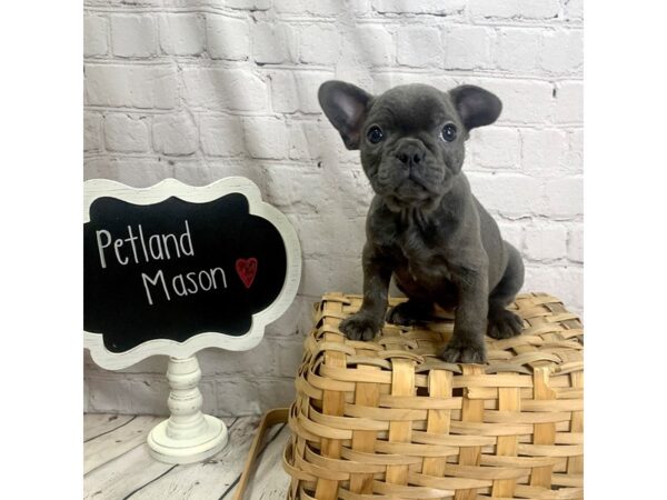 French Bulldog DOG Female Blue 1882 Petland Mason, Ohio