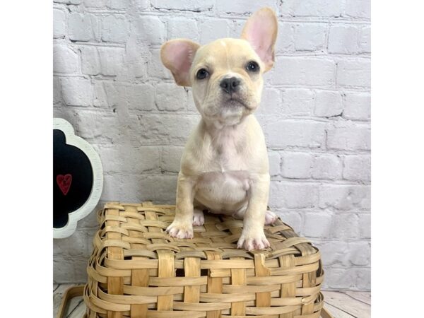 French Bulldog-DOG-Female-Cream-1877-Petland Mason, Ohio