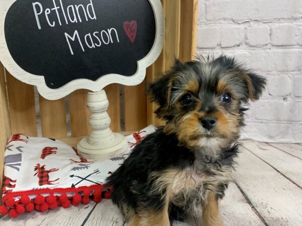 Yorkshire Terrier DOG Male Black / Tan 1896 Petland Mason, Ohio