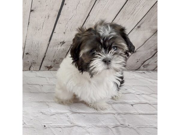 Teddy Bear-DOG-Female-Sable-1910-Petland Mason, Ohio