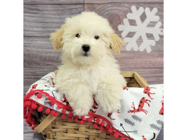 Bichonpoo-DOG-Male-Apricot-1912-Petland Mason, Ohio