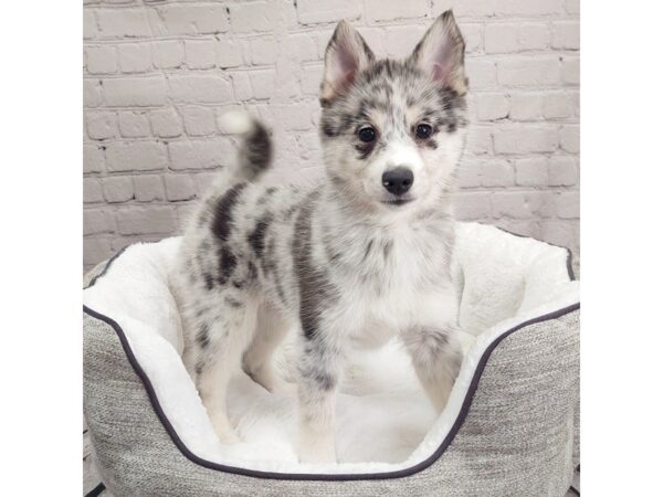 Pomsky-DOG-Male-Blue Merle-1935-Petland Mason, Ohio