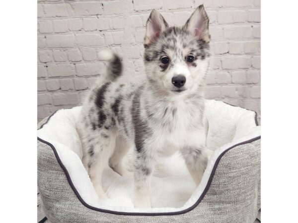 Pomsky DOG Male Blue Merle 1935 Petland Mason, Ohio