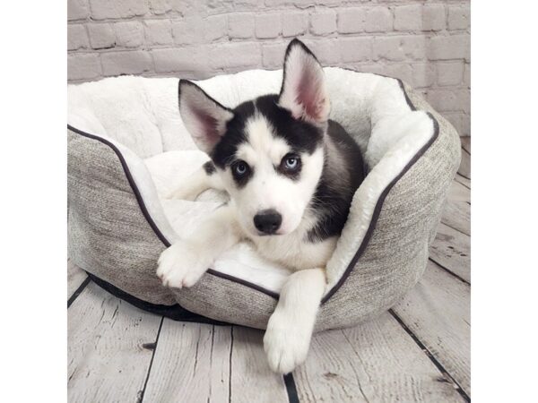 Siberian Husky-DOG-Male-Black & White-1945-Petland Mason, Ohio