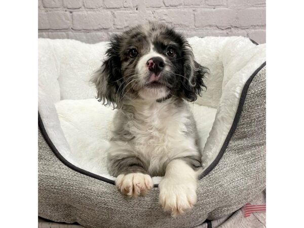 Bernedoodle Mini DOG Male Blue Merle 1984 Petland Mason, Ohio