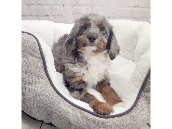 Poodle/Australian Shepherd-DOG-Female-Blue Merle-1995-Petland Mason, Ohio