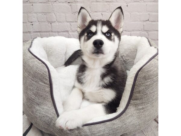 Siberian Husky-DOG-Male-Black / White-1986-Petland Mason, Ohio