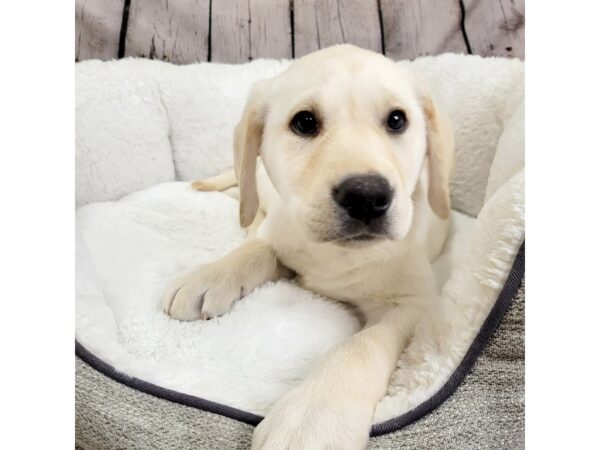 Labrador Retriever-DOG-Male-Yellow-2017-Petland Mason, Ohio