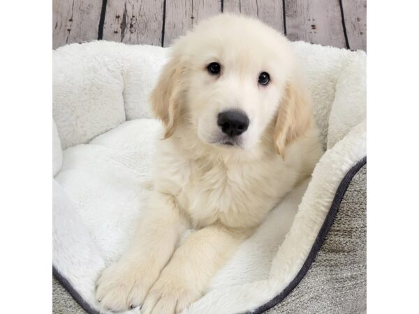 Golden Retriever-DOG-Male-Gold-2004-Petland Mason, Ohio