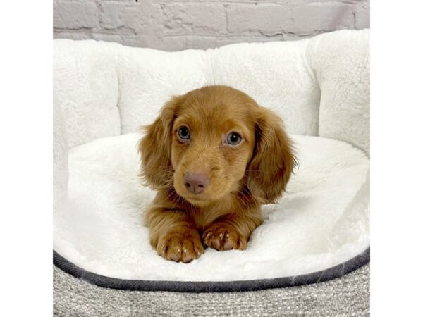 Dachshund DOG Male Red 2001 Petland Mason, Ohio