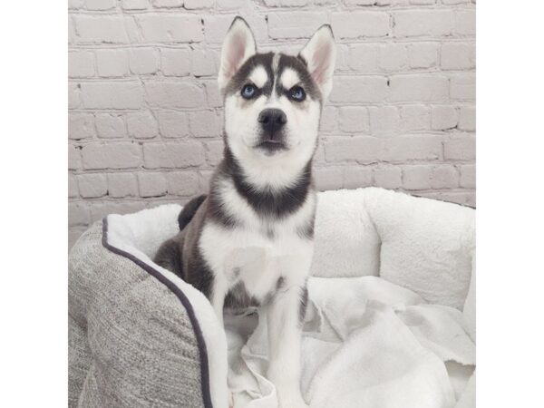 Siberian Husky-DOG-Male-Black / White-2038-Petland Mason, Ohio