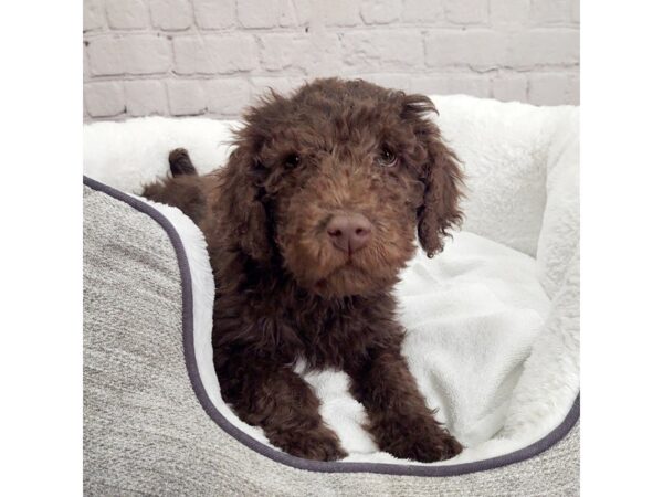 Labradoodle 2nd Gen DOG Male Chocolate 2058 Petland Mason, Ohio