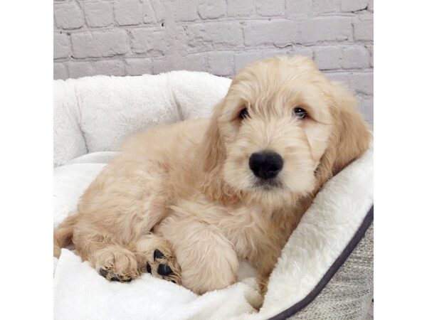 Goldendoodle DOG Male Red 2053 Petland Mason, Ohio