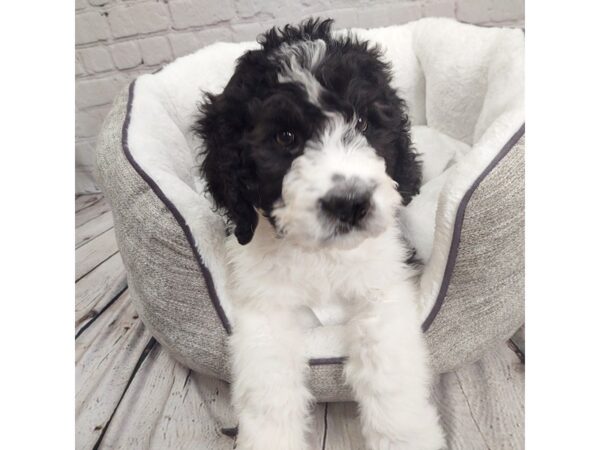 Poodle/Saint Bernard-DOG-Male-Black-2062-Petland Mason, Ohio