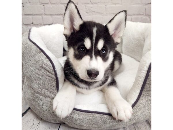 Siberian Husky-DOG-Male-Black & White-2079-Petland Mason, Ohio