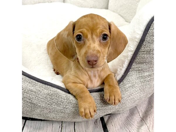 Dachshund DOG Female CHOC 2082 Petland Mason, Ohio