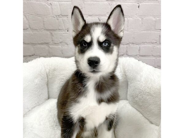 Siberian Husky-DOG-Male-Black White-2112-Petland Mason, Ohio
