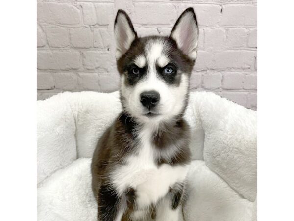 Siberian Husky DOG Male Black White 2112 Petland Mason, Ohio