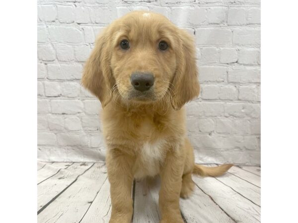 Golden Retriever DOG Female Golden 2118 Petland Mason, Ohio