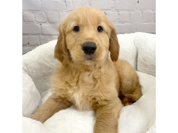 Golden Retriever DOG Male Golden 2133 Petland Mason, Ohio