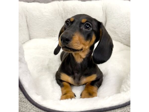 Dachshund-DOG-Female-Black / Tan-2168-Petland Mason, Ohio