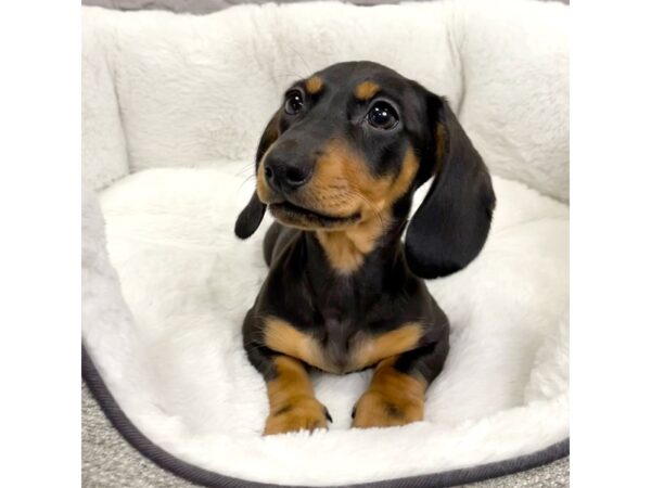 Dachshund DOG Female Black / Tan 2168 Petland Mason, Ohio