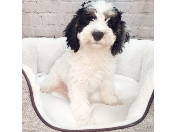 Bernedoodle Mini 2nd Gen DOG Male Black White / Tan 2188 Petland Mason, Ohio