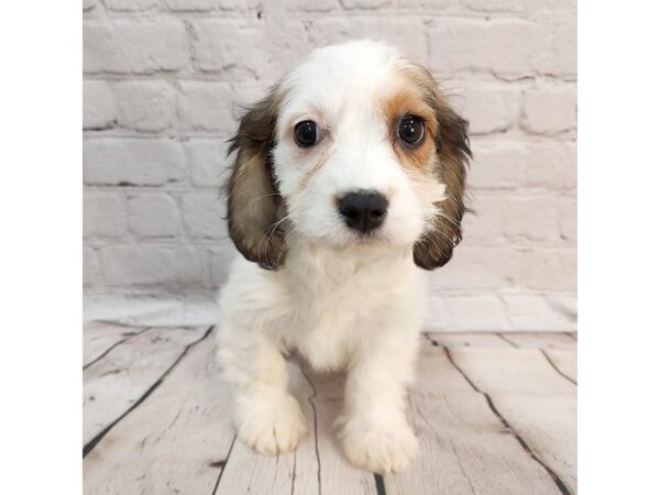 Cavachon DOG Female brown and white 2214 Petland Mason, Ohio