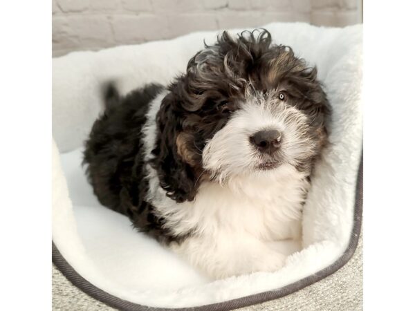 Mini Berniedoodle-DOG-Male-tri color-2229-Petland Mason, Ohio