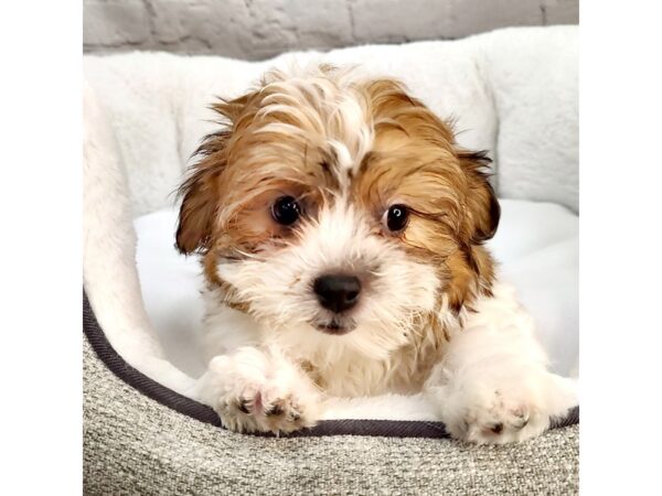 Shih-Poo DOG Female 2228 Petland Mason, Ohio