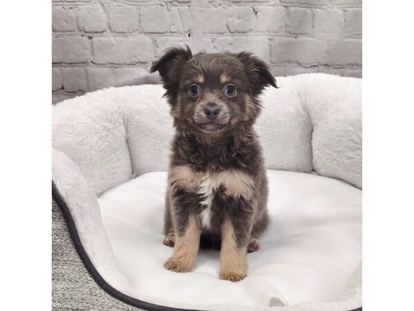 Chihuahua-DOG-Male-Black / Tan-2239-Petland Mason, Ohio