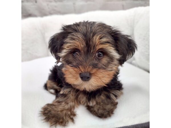 Yorkshire Terrier-DOG-Female-Black / Tan-2258-Petland Mason, Ohio