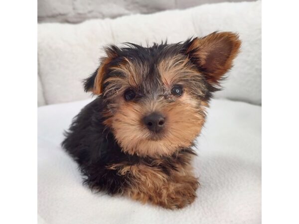 Yorkshire Terrier DOG Female Black / Tan 2268 Petland Mason, Ohio