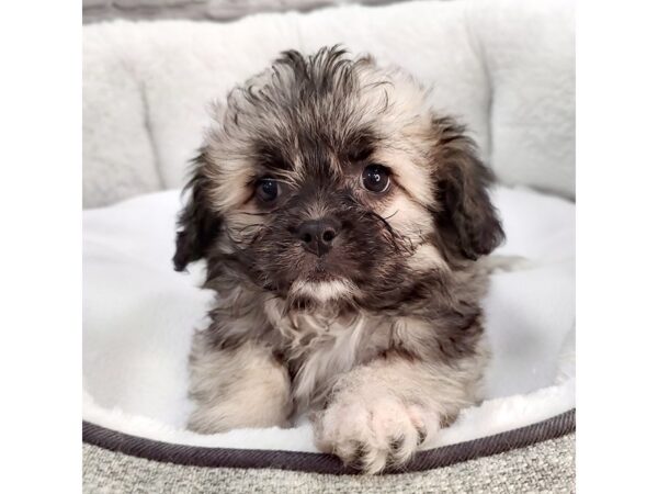 Pekachon-DOG-Female-Cream Sable-2263-Petland Mason, Ohio