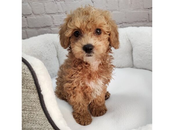 Cavapoo-DOG-Female-Apricot-2260-Petland Mason, Ohio