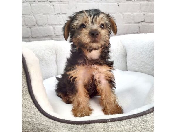 Yorkshire Terrier DOG Male Black / Tan 2320 Petland Mason, Ohio