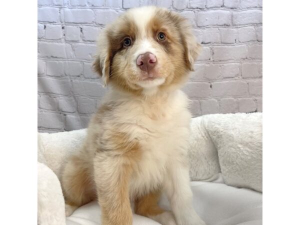 Australian Shepherd DOG Male Red Merle 2328 Petland Mason, Ohio