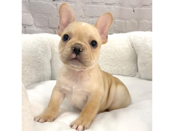 French Bulldog-DOG-Male-Cream-2327-Petland Mason, Ohio